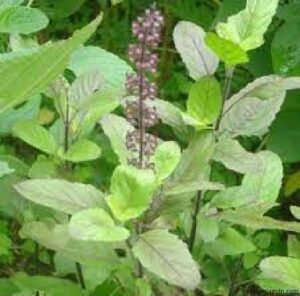 THE INDIAN HERB THAT WENT TO PERSIA