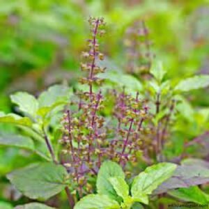 THE INDIAN HERB THAT WENT TO PERSIA